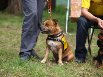 Canisterapie Stafordšírských bulteriérů 164 Canisterapie Stafordšírských bulteriérů stafordšírský bulteriér canisterapie