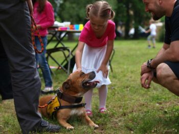 stafordšírský bulteriér canisterapie