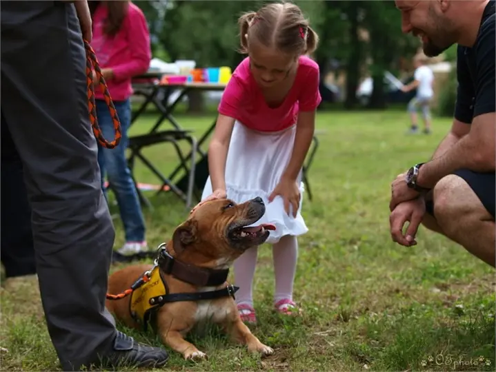 Staffordshire Bull Terrier
