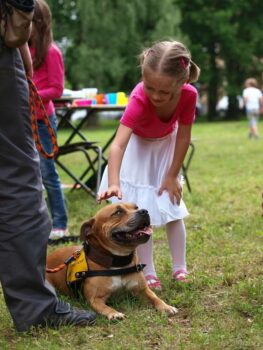 stafordšírský bulteriér canisterapie