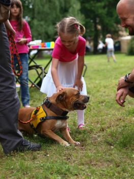 stafordšírský bulteriér canisterapie