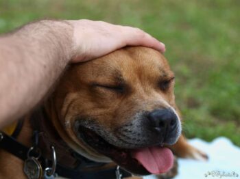 Canisterapie Stafordšírských bulteriérů 175 Canisterapie Stafordšírských bulteriérů stafordšírský bulteriér canisterapie