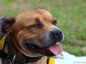 stafordšírský bulteriér canisterapie