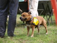 Staffordshire Bull Terrier