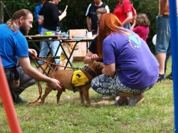 stafordšírský bulteriér canisterapie