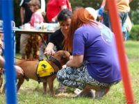 Staffordshire Bull Terrier