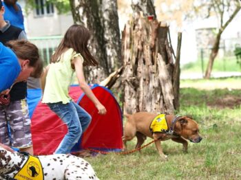 stafordšírský bulteriér canisterapie