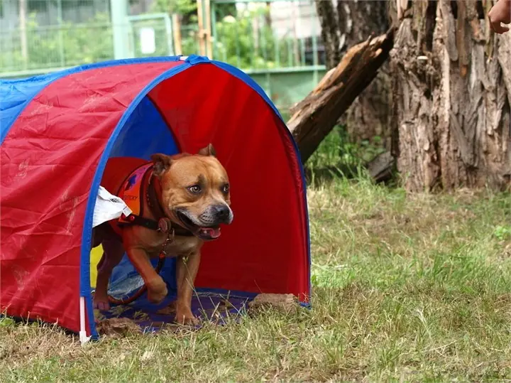 Staffordshire Bull Terrier