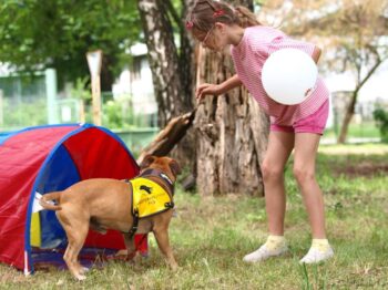 Canisterapie Stafordšírských bulteriérů 155 Canisterapie Stafordšírských bulteriérů stafordšírský bulteriér canisterapie