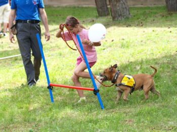 Canisterapie Stafordšírských bulteriérů 144 Canisterapie Stafordšírských bulteriérů stafordšírský bulteriér canisterapie