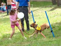 Staffordshire Bull Terrier