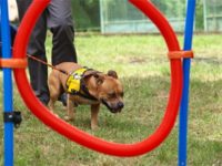 Staffordshire Bull Terrier