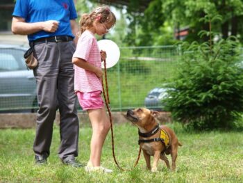 Canisterapie Stafordšírských bulteriérů 151 Canisterapie Stafordšírských bulteriérů stafordšírský bulteriér canisterapie