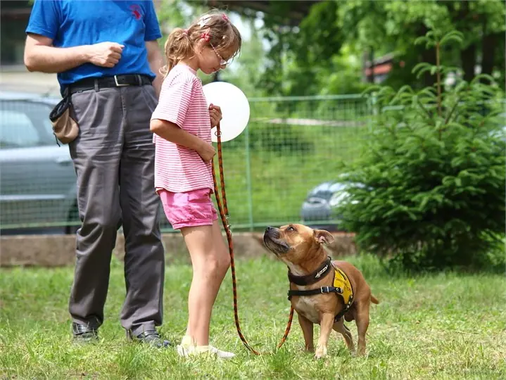 Staffordshire Bull Terrier