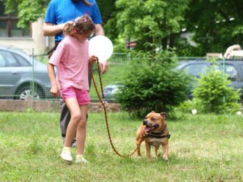 stafordšírský bulteriér canisterapie