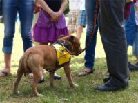 Staffordshire Bull Terrier