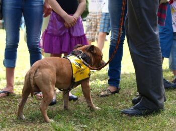 Canisterapie Stafordšírských bulteriérů 152 Canisterapie Stafordšírských bulteriérů stafordšírský bulteriér canisterapie