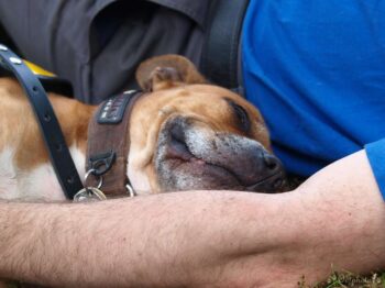 Canisterapie Stafordšírských bulteriérů 171 Canisterapie Stafordšírských bulteriérů stafordšírský bulteriér canisterapie