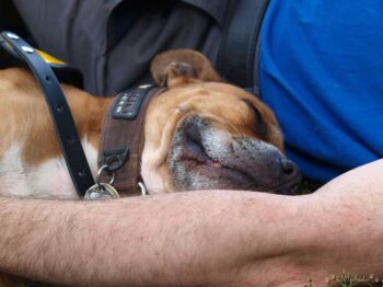 Canisterapie Stafordšírských bulteriérů 170 Canisterapie Stafordšírských bulteriérů stafordšírský bulteriér canisterapie