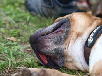 stafordšírský bulteriér canisterapie