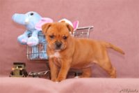 Staffordshire bull terrier - Vrh E