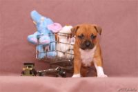 Staffordshire bull terrier - Vrh E