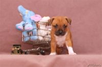 Staffordshire bull terrier - Vrh E