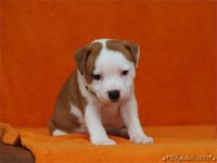 Staffordshire Bull Terrier - litter C