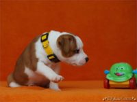 Staffordshire Bull Terrier - litter C