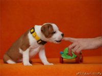 Staffordshire Bull Terrier - litter C