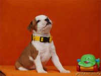 Staffordshire Bull Terrier - litter C