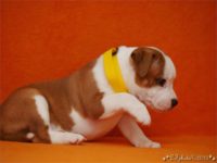 Staffordshire Bull Terrier - litter C