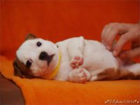 Staffordshire Bull Terrier - litter C