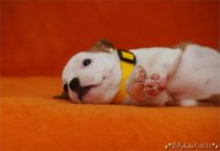 Staffordshire Bull Terrier - litter C