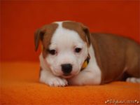 Staffordshire Bull Terrier - litter C