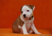 Staffordshire Bull Terrier - litter C