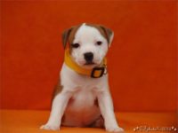 Staffordshire Bull Terrier - litter C