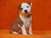 Staffordshire Bull Terrier - litter C