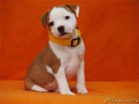 Staffordshire Bull Terrier - litter C