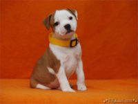 Staffordshire Bull Terrier - litter C