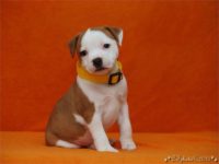 Staffordshire Bull Terrier - litter C