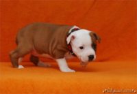 Staffordshire Bull Terrier - litter C