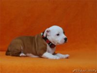 Staffordshire Bull Terrier - litter C