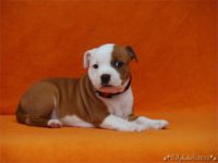 Staffordshire Bull Terrier - litter C