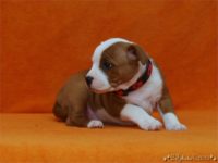 Staffordshire Bull Terrier - litter C