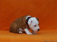 Staffordshire Bull Terrier - litter C