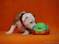 Staffordshire Bull Terrier - litter C