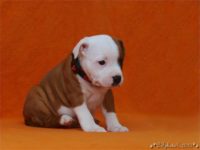 Staffordshire Bull Terrier - litter C