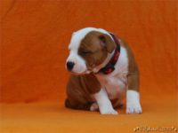 Staffordshire Bull Terrier - litter C