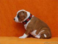 Staffordshire Bull Terrier - litter C